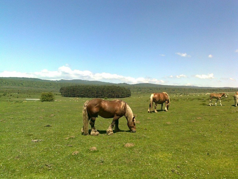 Imagen de caballos pastando en Urbasa

