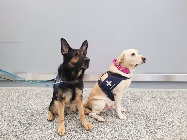 Los perros detectores de coronavirus Valo y Kosti en el aeropuerto de Helsinki-Vantaa, en Finlandia. - EGIL BJÖRKMAN
