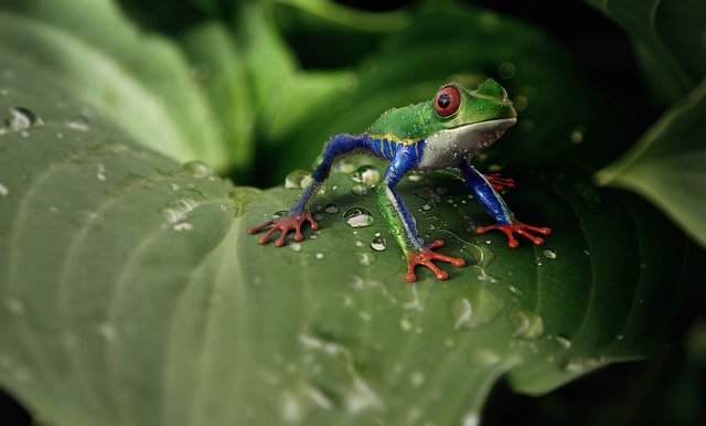 Foto: Frog