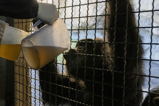 Un primate del Bioparc recibe una bebida caliente dentro de las medidas especiales activadas por el parque frente al frío - BIOPARC
