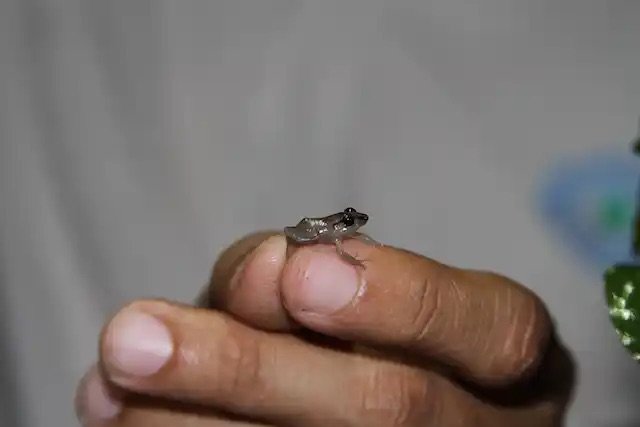 La rana coquí, Eleutherodactylus coqui, es lo bastante ruidosa como para despertar a la gente por la noche. Éktor/flickr, CC BY-NC-ND