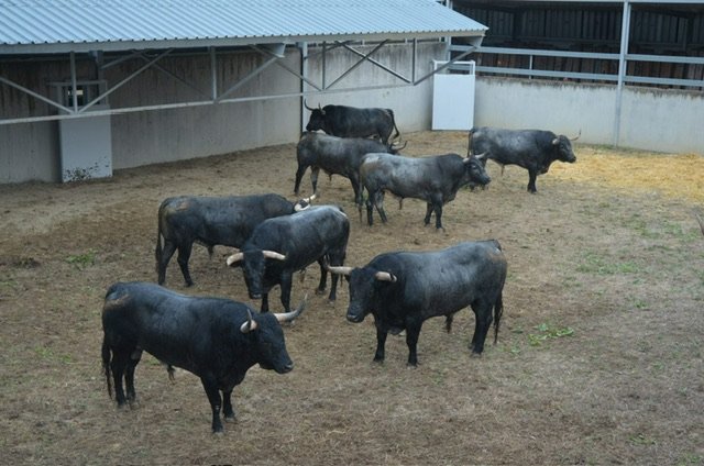 Una de las ganaderías en los Corrales del Gas durante los Sanfermines de 2023 Foto: Casa de Misericordia