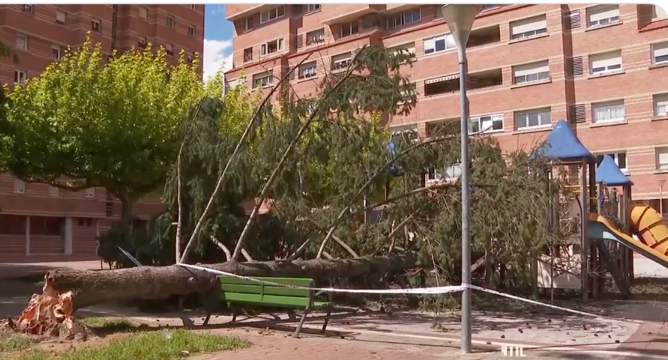 Foto: Imagen del árbol caído en Ermitagaña. Foto por @NavarraTV (agradecimiento)