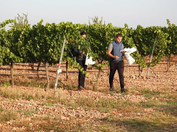 Técnicos de EVENA realizan labores de investigación en los viñedos